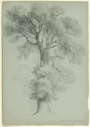 Baumstudie, Windsor Park, England, 1840